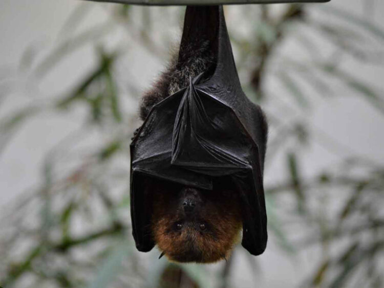 Muere niño de 7 años por complicaciones tras contagiarse de rabia en Oaxaca