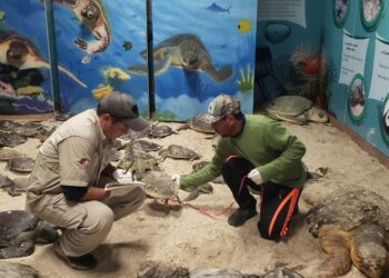 Rescatan ejemplares de tortuga lora y tortuga verde ante bajas temperaturas