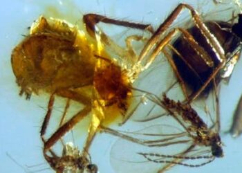 Hallan fósil de arañas de 23 millones de años en Chiapas