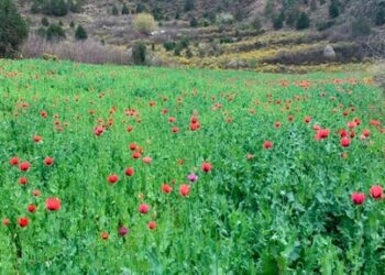 Aumenta siembra de amapola en México
