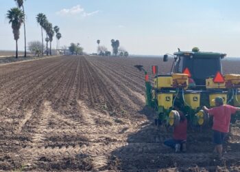 Arrancan siembras de 80 mil hectáreas de maíz en el norte de Tamaulipas