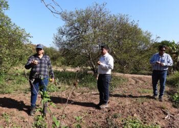 Experimenta UAT bioinsecticida para combatir el dragón amarillo en cítricos