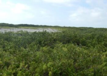 Estudia la UAT propuestas para la protección de manglares y pastos marinos