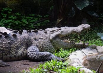 Cocodrilos tienen atemorizados a residentes del sur de Tamaulipas