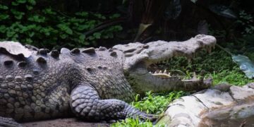 Cocodrilos tienen atemorizados a residentes del sur de Tamaulipas