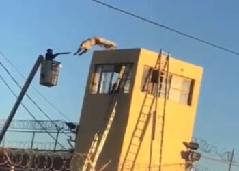 Reo se lanza desde torre de vigilancia en un penal de Sonora; denunció tortura