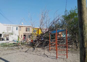 Derriba viento árboles en Victoria