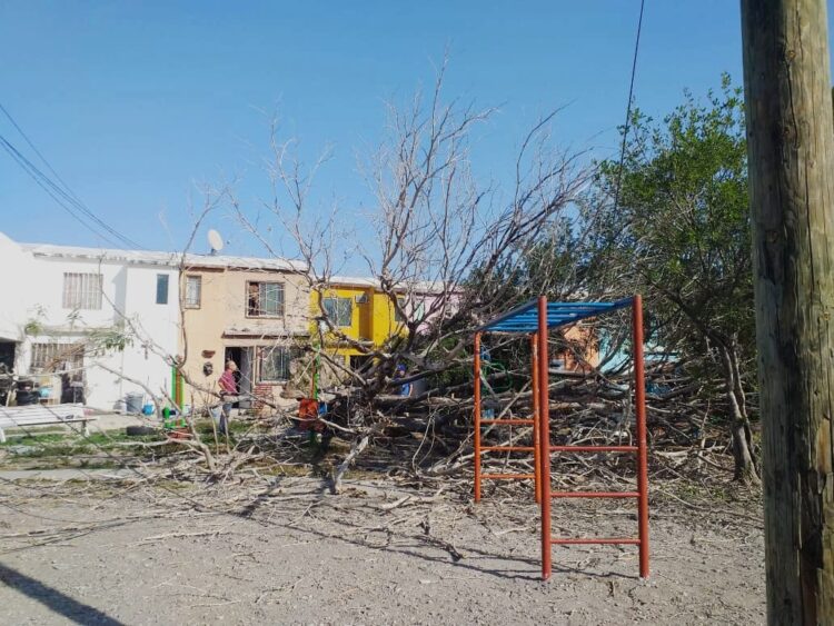 Derriba viento árboles en Victoria