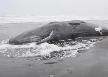 Encuentran muerta a ballena en costa de Oregón