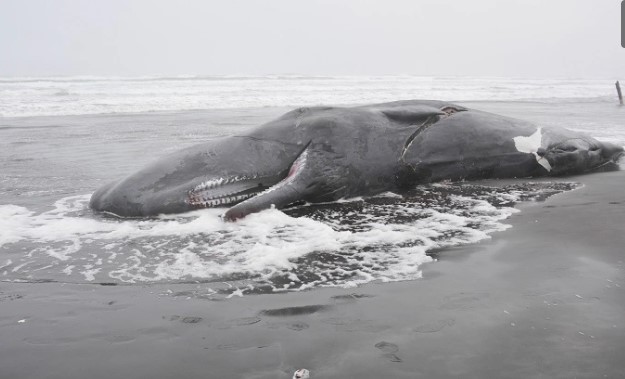 Encuentran muerta a ballena en costa de Oregón