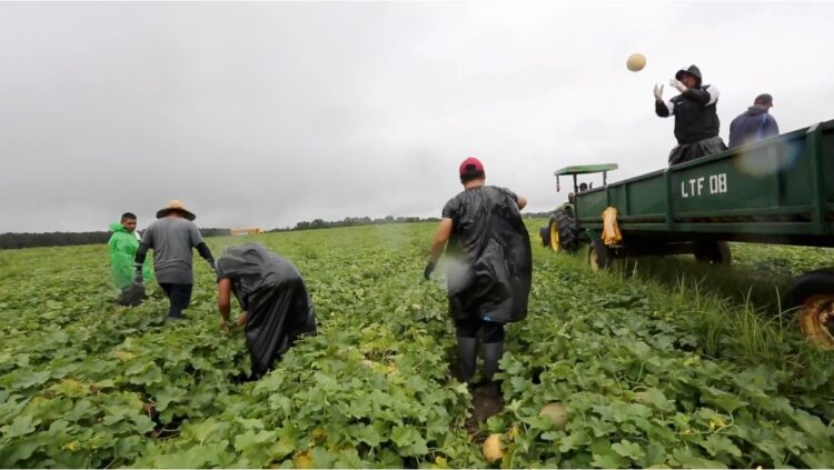 Ofrecerá EU estancia legal y protección a inmigrantes que sufran explotación laboral