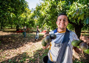 Refrenda México liderazgo en producción y exportación de aguacate al mundo