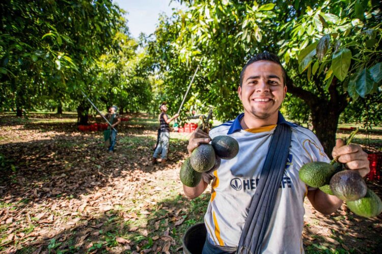 Refrenda México liderazgo en producción y exportación de aguacate al mundo