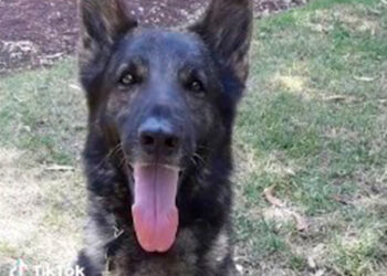 Muere ‘Proteo’, perro rescatista de la Sedena en Turquía