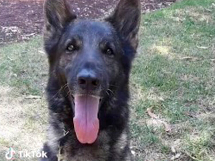 Muere ‘Proteo’, perro rescatista de la Sedena en Turquía