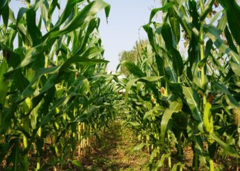 Acepta UMFFAAC participar en mesas de la Secretaría de Economía para el caso de maíz transgénico 