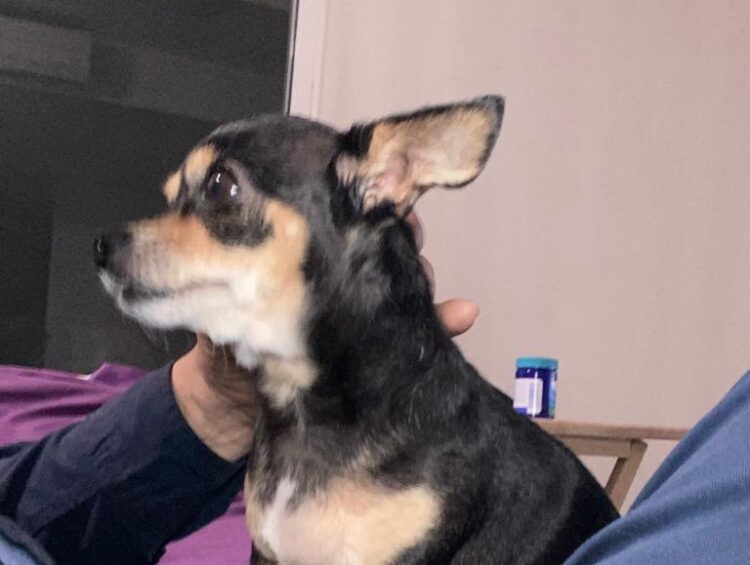 Alerta PROFECO sobre croquetas de mala calidad para mascotas