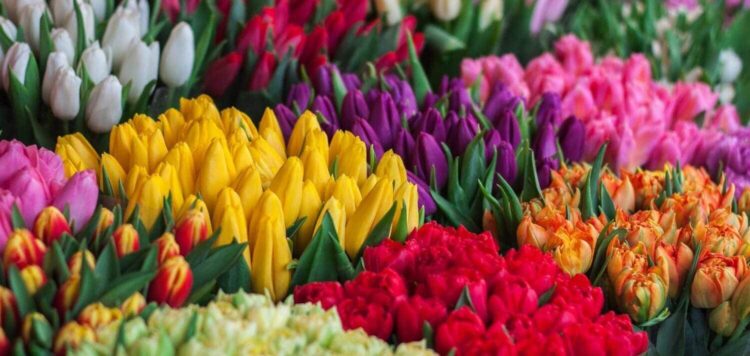 Las flores y su simbología en el cine contemporáneo