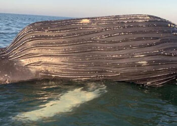 Enorme ballena es hallada muerta frente a costas de Guasave, Sinaloa