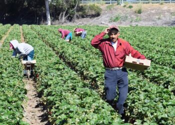 Miedo injustificado al glifosato dañará producción y economía, advierte experto