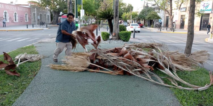 Fuentes vientos derriban árboles en bulevares y avenidas de Victoria