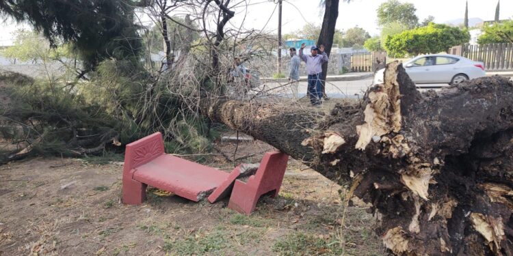 Fuentes vientos derriban árboles en bulevares y avenidas de Victoria
