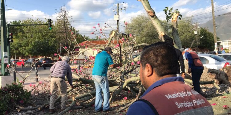 Fuentes vientos derriban árboles en bulevares y avenidas de Victoria