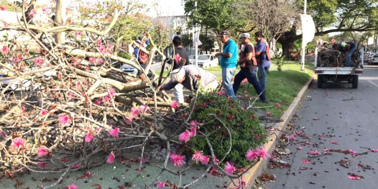Fuentes vientos derriban árboles en bulevares y avenidas de Victoria