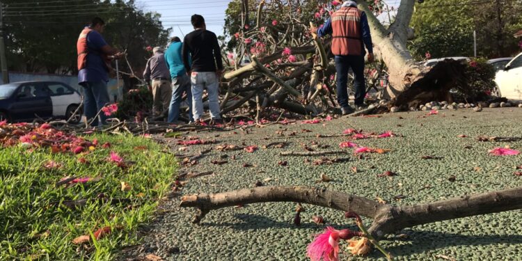Fuentes vientos derriban árboles en bulevares y avenidas de Victoria