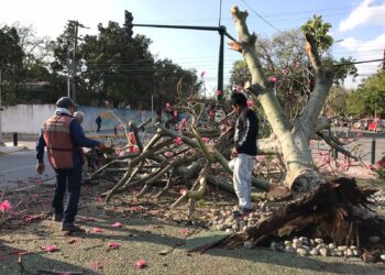 Fuentes vientos derriban árboles en bulevares y avenidas de Victoria