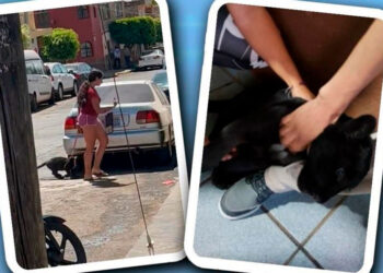 Pasea mujer a bebé jaguar en Jalisco; Profepa se lo quita