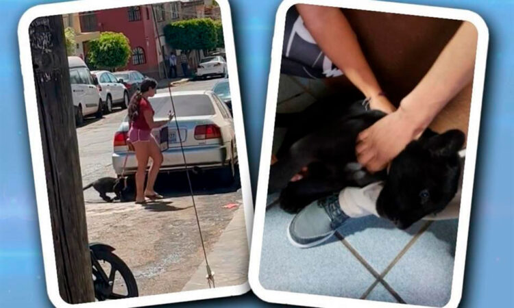 Pasea mujer a bebé jaguar en Jalisco; Profepa se lo quita