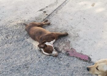 Denuncian envenenamiento de mascotas en la colonia Independencia de Victoria