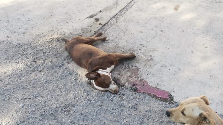 Denuncian envenenamiento de mascotas en la colonia Independencia de Victoria