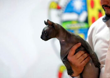 Buscan en EU adoptar gato tatuado hallado en Cereso