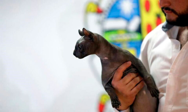 Buscan en EU adoptar gato tatuado hallado en Cereso