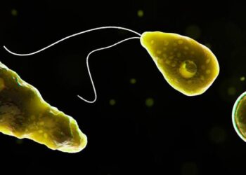 Muere hombre en Florida por infección de ameba “comecerebros”