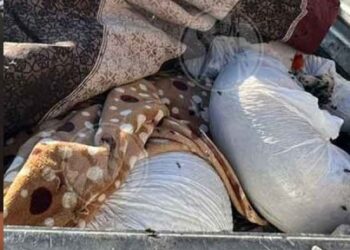 Embolsados y dentro de una camioneta, hallan 118 perros muertos en Ciudad Juárez