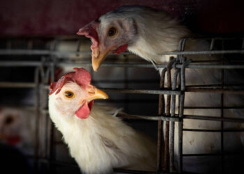 OMS confirma la primera muerte en China de una persona contagiada con gripe aviar