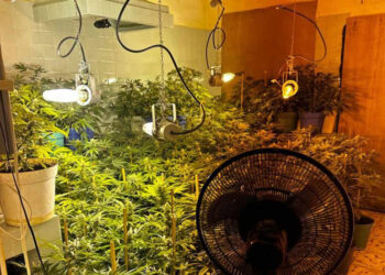 Catean casa y desmantelan invernadero de mariguana en Santiago, Nuevo Léon