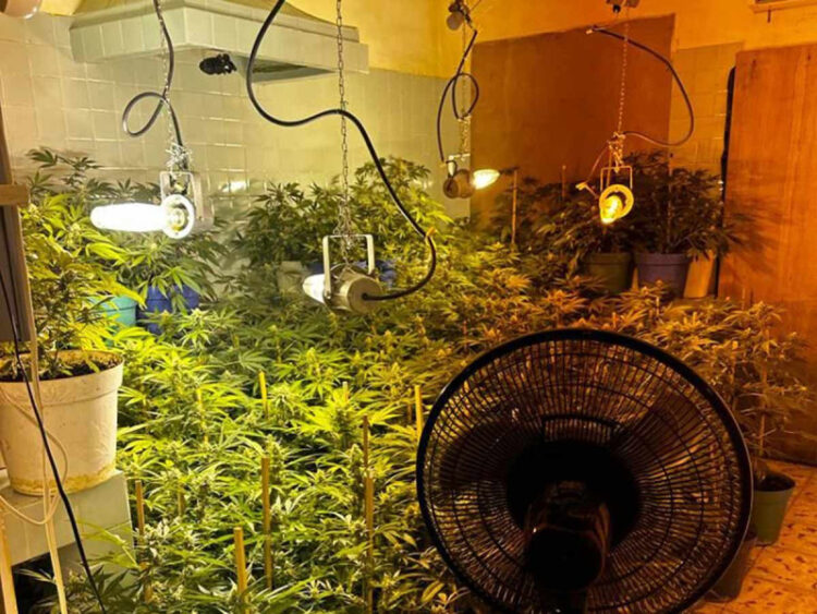 Catean casa y desmantelan invernadero de mariguana en Santiago, Nuevo Léon