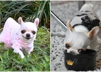 Pearl, la perrita más pequeña del mundo