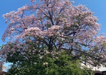 Se despide la floración de los árboles palo de rosa, que embellecen a Victoria