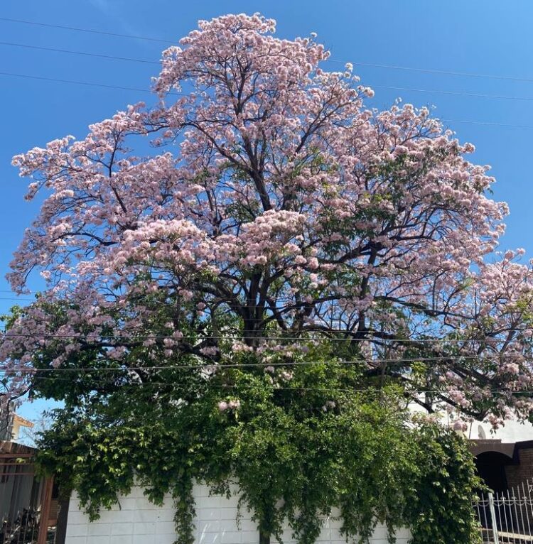 Se despide la floración de los árboles palo de rosa, que embellecen a Victoria