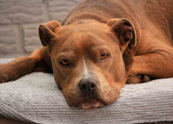 Muere tras ser atacada por su perro raza pitbull en Guanajuato