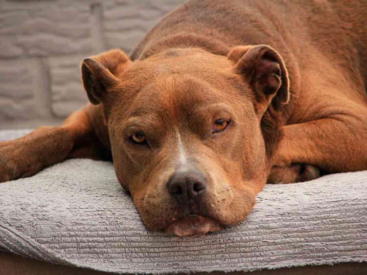 Muere tras ser atacada por su perro raza pitbull en Guanajuato