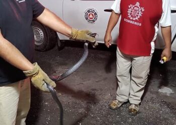 Víbora causa pánico en vivienda de Fracc. Santa Martha