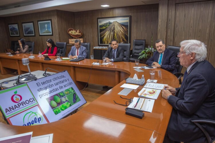 Refuerzan  combate a plagas y enfermedades en cítricos, principalmente HLB