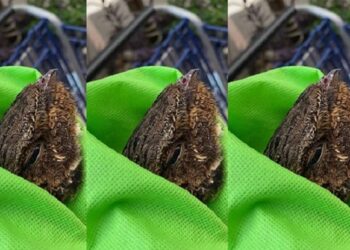 Rescatan en Madero ave en peligro de extinción