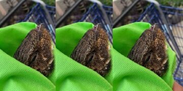 Rescatan en Madero ave en peligro de extinción